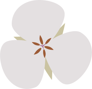 The website logo. It features an Umpqua mariposa lily